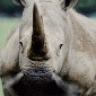 RhinoOne