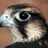 Benfalcon