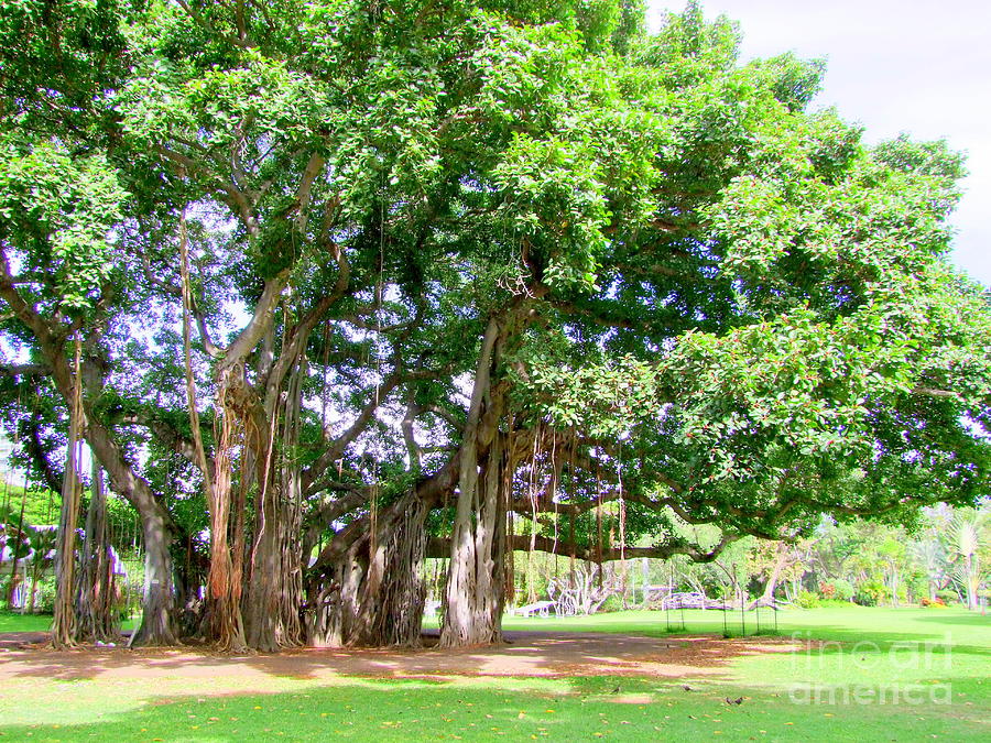 old-banyan-tree-mary-deal.jpg