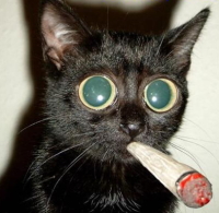 23563_cat_smoking.jpg