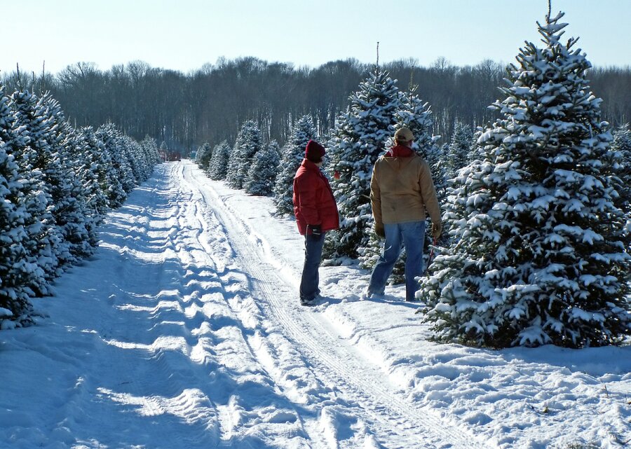 christmas-trees1.jpg