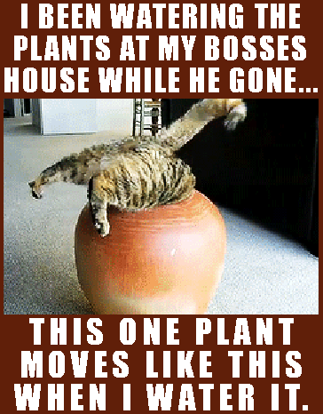 i-been-watering-the-plants-at-my-bosses-house-this-one-plant-moves-like-this-everytime-i-water-it-cat-in-vase-casino-funny.gif