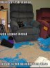 funny-pictures-cat-has-unraveled-all-your-thread.jpg