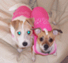 JRT_Rattie.gif