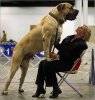 english mastiff.jpg