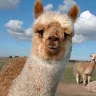 alpaca6_small.jpg