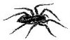 spider.jpg