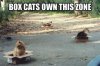 boxcats.jpg