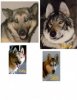 furbabies.jpg