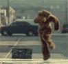 dancing_bear.jpg