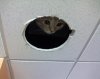ceiling_work_cat.jpg