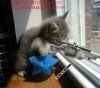 free-funny-animal-photos-1.jpg