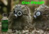 porcupines_in_gas_masks_20110514_1589790367.jpg