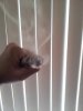 ECF_Natural_-_AGA-T+_Smokin.jpg