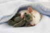 mouse-sleeping.jpg
