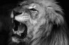 BW Roar.jpg