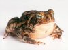 toad.jpg