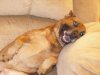 Henry on Couch.jpg