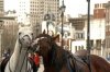 horses_in_love.jpg
