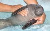 orphaned-manatee.jpg