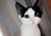 big_eyed_kitty.jpg