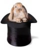 rabbit_in_a_hat.jpg
