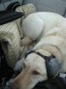 dog bailey1.jpg