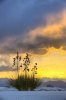 white sands.jpg