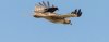 blackbird_635x250_1368808704.jpg