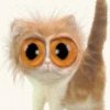 Big-eyes-cat-200x200.jpg