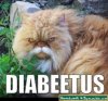 diabeetuskitty.jpg