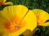 Yellow-Poppies-Flower-Wallpaper-2.jpg