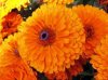 Beautiful-Calendula-Flower-1.jpg