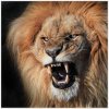 ...... off lion.jpg