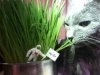 Stash eats kiki grass with apollo.jpg