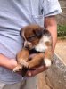 puppy1.jpg