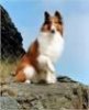 Lassie.jpg