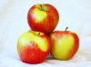 apples.jpg