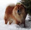 Ted-in-snow2.jpg