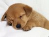 cute-puppy-dogs-puppies-pictures-91.jpg