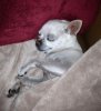 thor sleeping aa.jpg thor sleeping aa.jpg