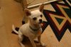 Thor can sit_294928803077345254.jpg Thor can sit_294928803077345254.jpg