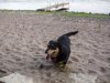 molly on beach.jpg