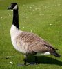 goose.jpg