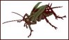 cricket chirping.jpg