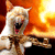 angry-kitty.gif