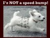 speedbumpNOT.jpg