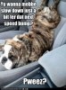dog2bump.jpg