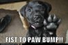 fistpawbump1.jpg