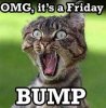 catfriday.jpg